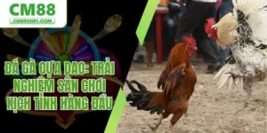 Đá gà cựa dao